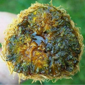 Buy Martian Rocks online