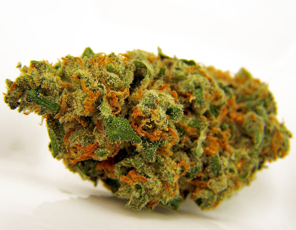 Jack Herer Online