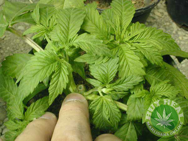 kootenay bubble hash